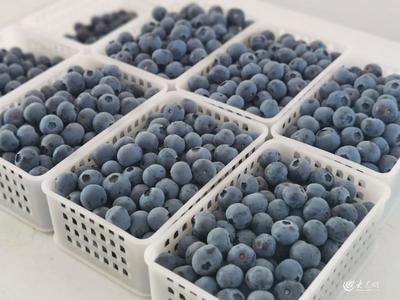 青島農品調研記|④寶山藍莓之"新"見