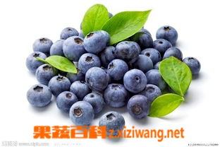藍莓酒的功效和作用